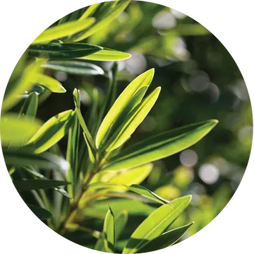 Tea Tree Essential Oil - Living Libations