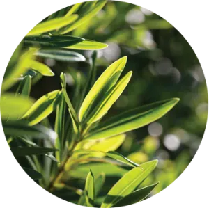 Tea Tree Essential Oil - Living Libations